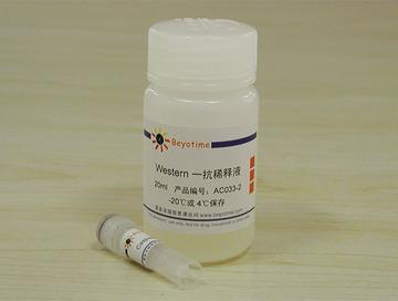 Caspase-3(激活型)抗体(兔单抗)